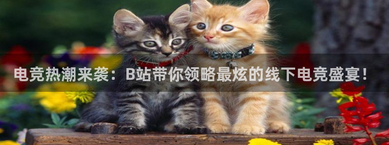 易游电竞：电竞热潮来袭：B站带你领略最炫的线下电竞盛宴！
